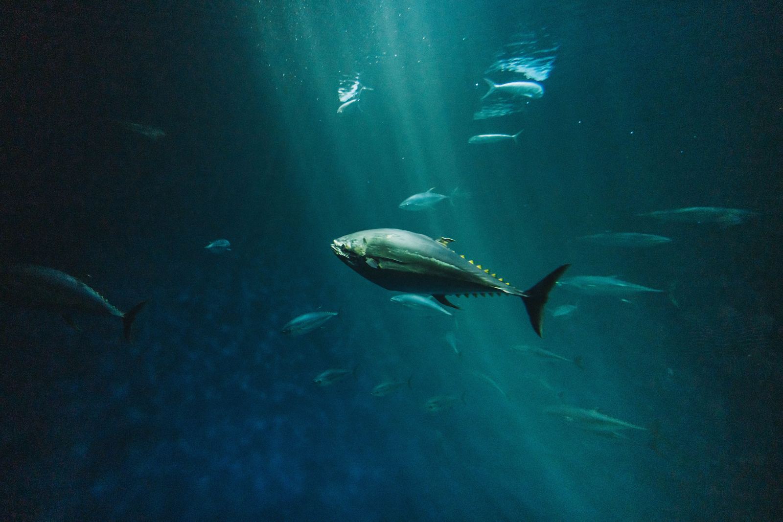 Tuna swimming through shafts of light in deep blue water